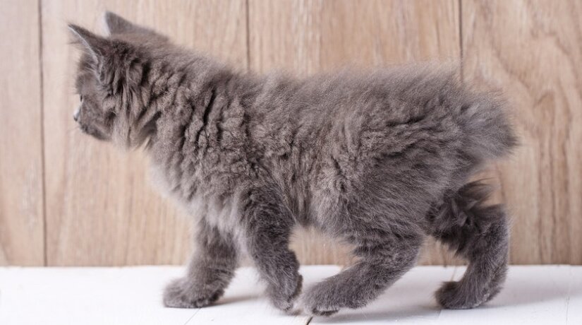 how long do american bobtail cats live