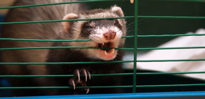Ferret try to escape