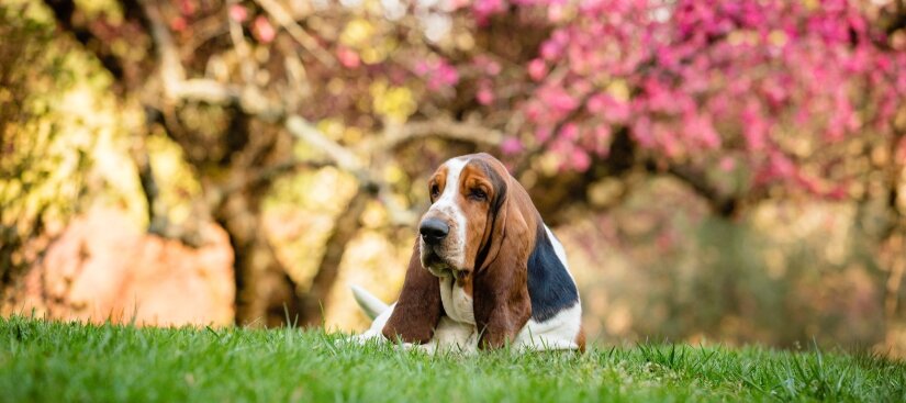 Dog on the grass