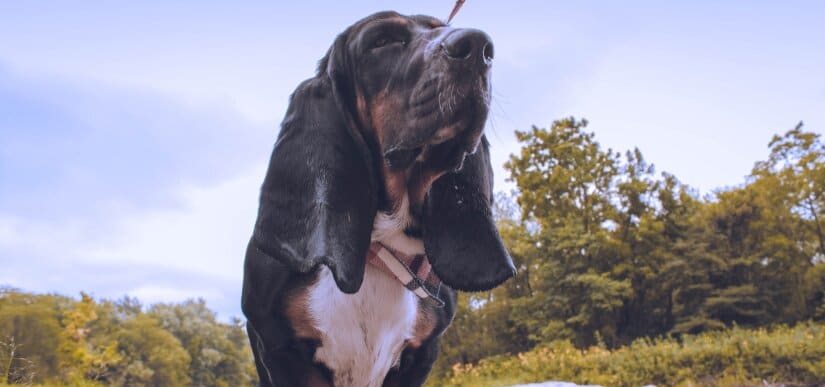 Dog on a hike