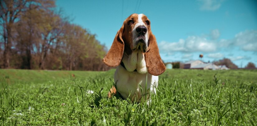 Dog on a walk