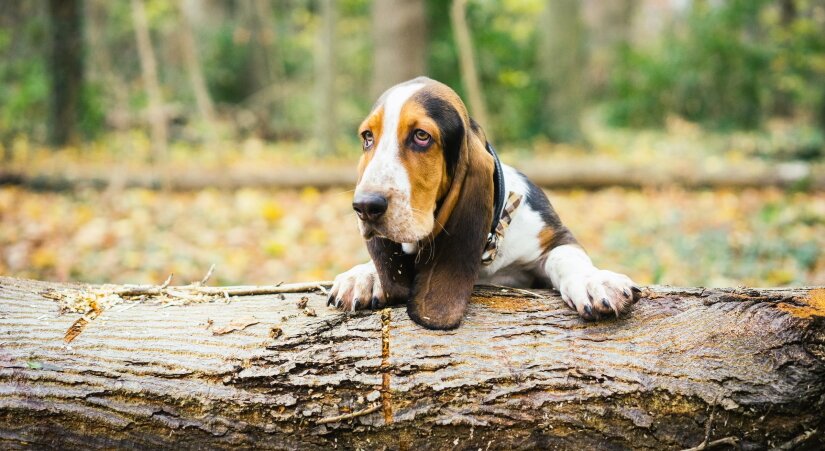 A dog climbs over a fallen tree