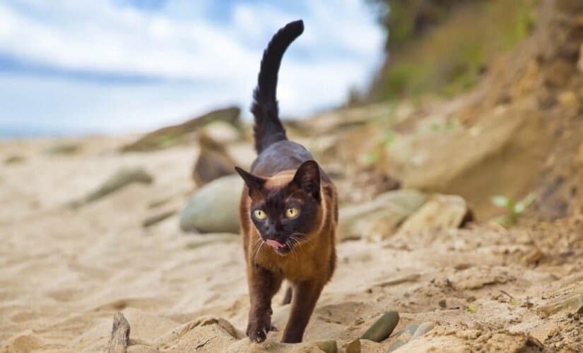 Burmese On Beach