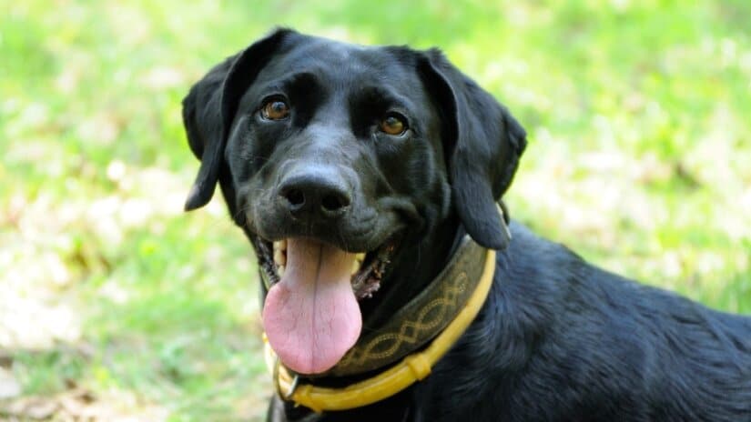 Black Dogs with Flea Collar