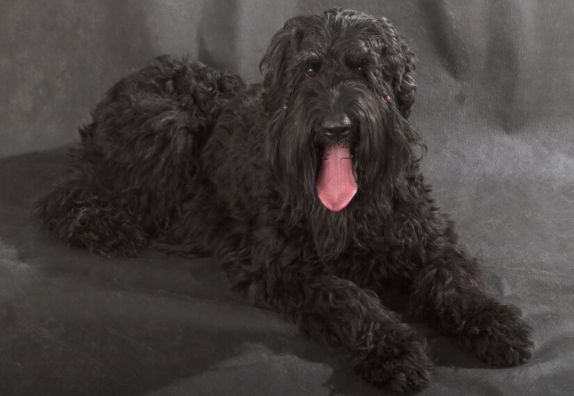 black russian terrier country of origin