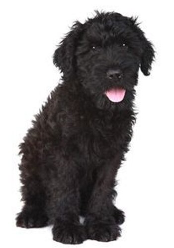 Black Russian Terrier Puppy