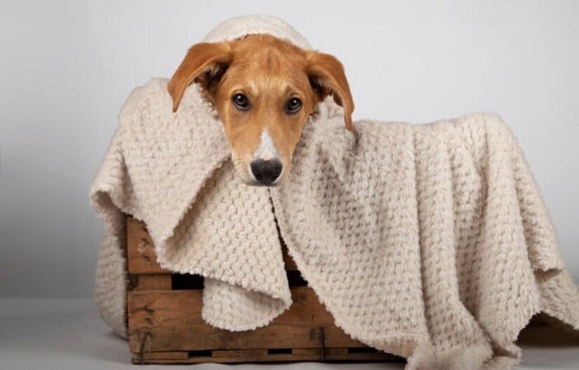 Blanket over a puppy