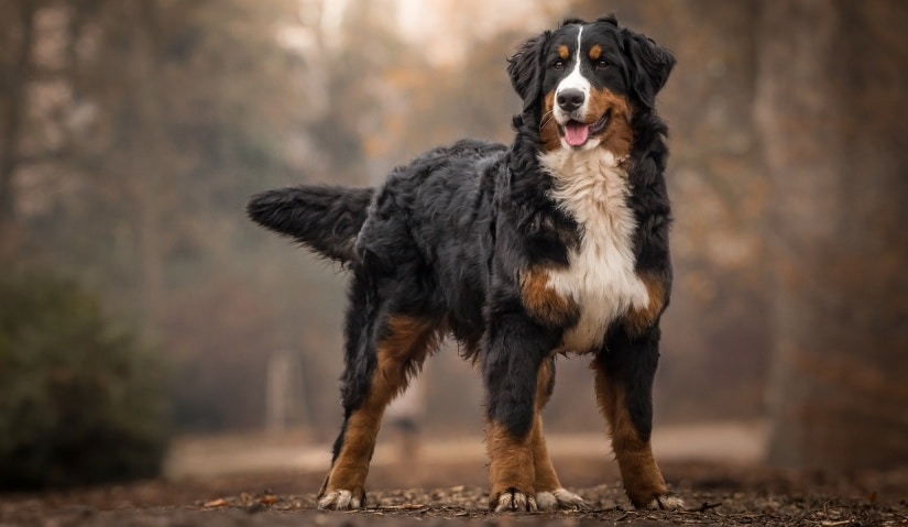 Happy dog walks in autumn