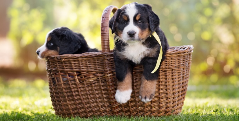 Dogs in a basket