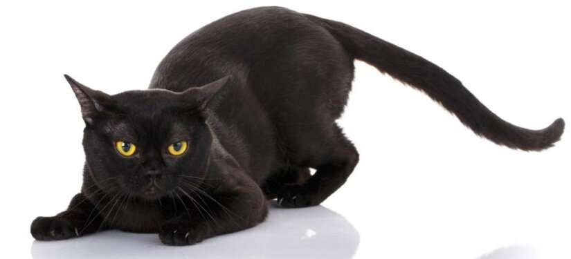 Bombay Cat Lie