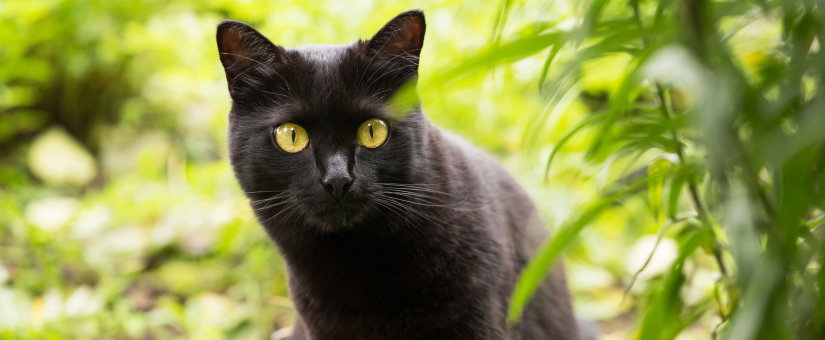 Beautiful black cat portrait with yellow eyes and attentive look