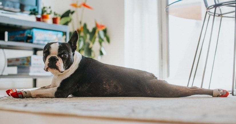 Cute dog lies on the carpet in socks