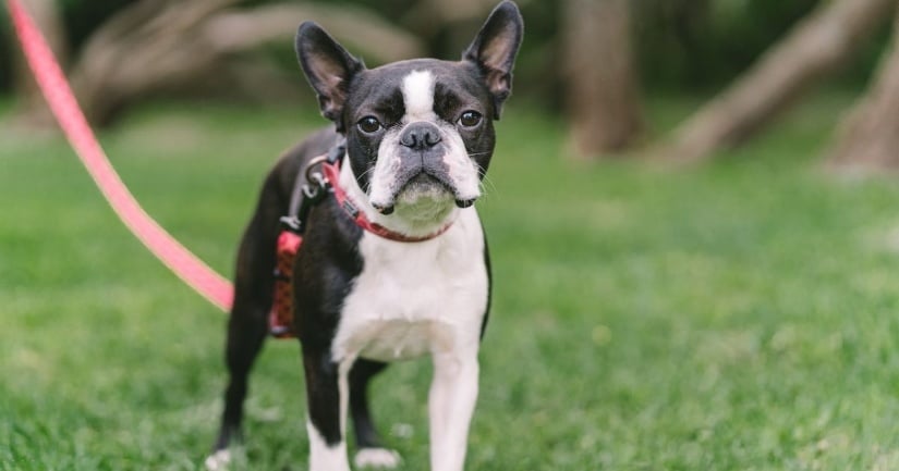 Dog on a leash