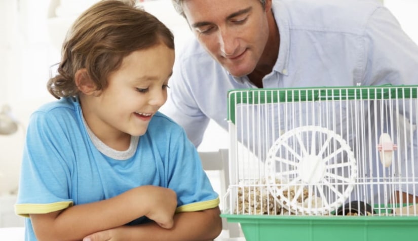 Boy watching pet hamster