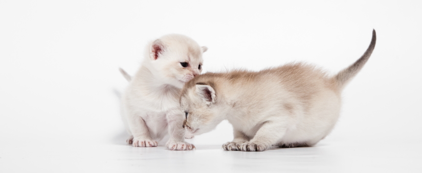 Two tiny kittens