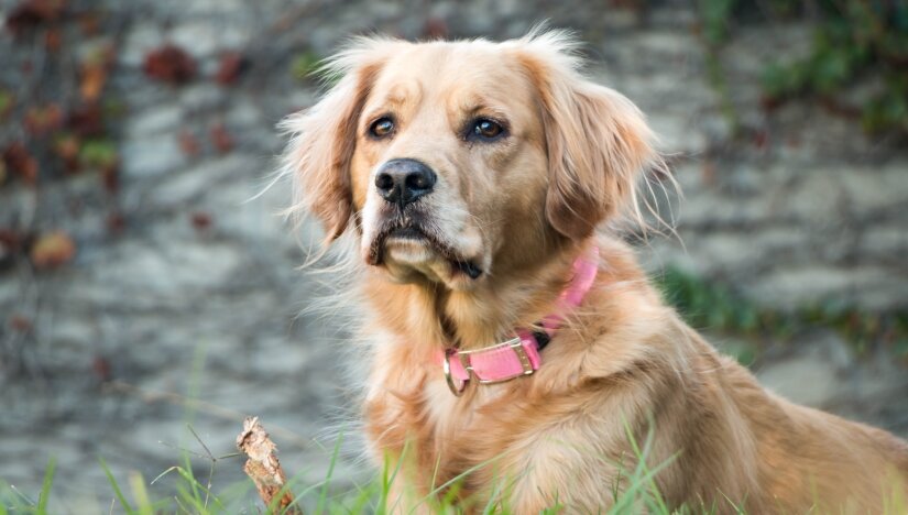 Cute golden dog in a pink collar