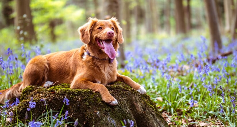 Dog in a meadow