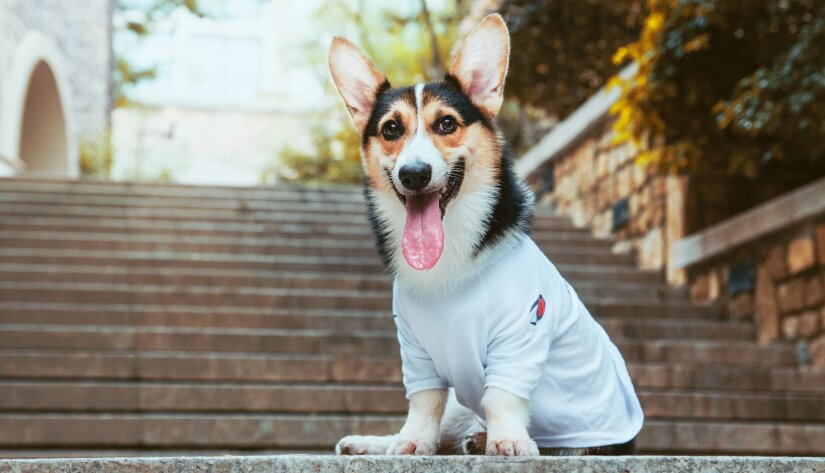 Dressed up dog on stairs