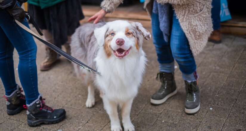 Happy dog at a party