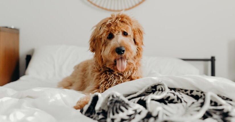 Dog on a bed