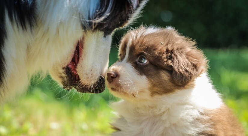 A mother dog with her puppy