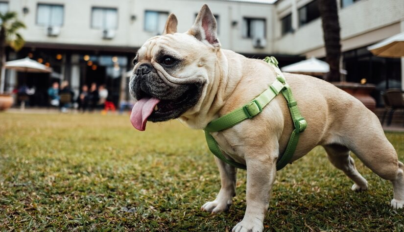 Dog on a walk