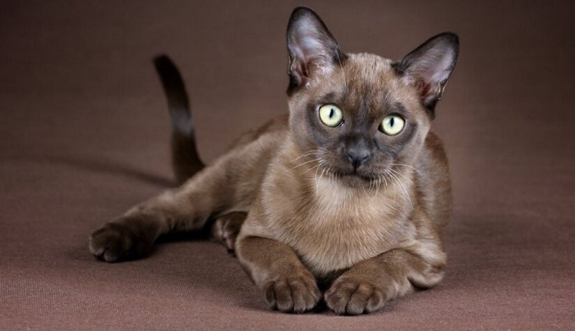 Burmese Cat Breed Info Nutrition Temperament Physical Description