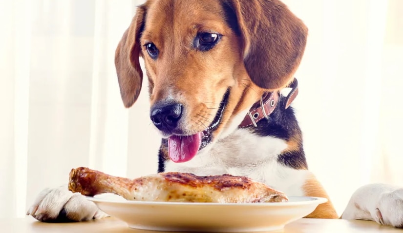 Dog in front of juicy chicken leg