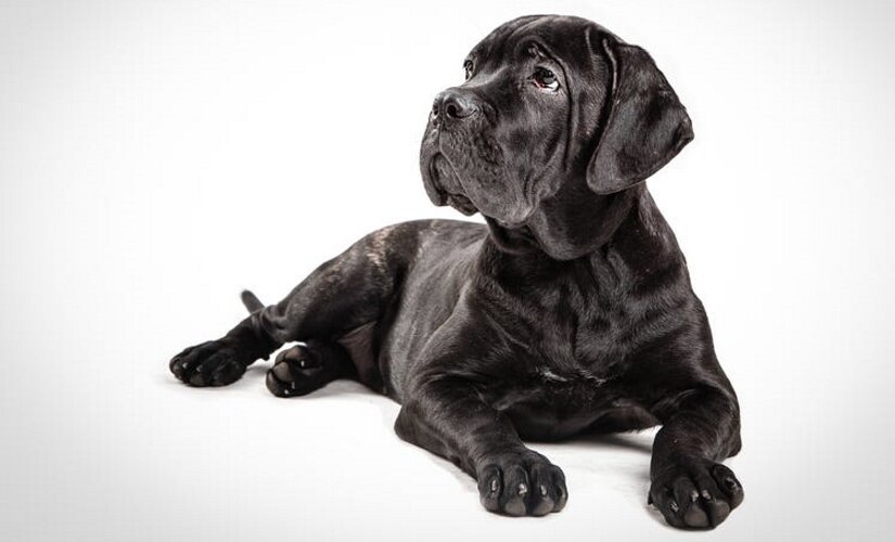 Cane Corso Puppy