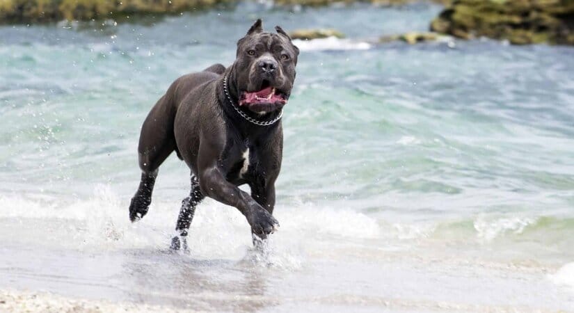 Cane Corso Run