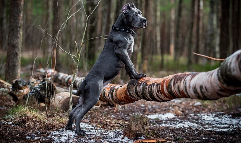 Cane Corso Stay on Tree