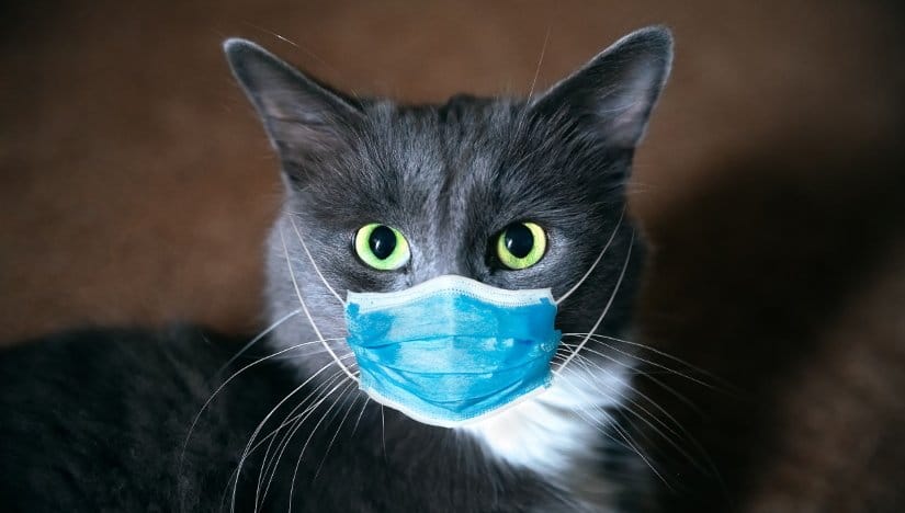Cat wearing face mask