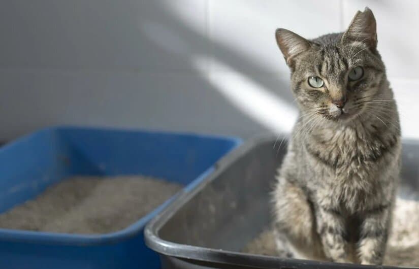 Cat in Litter Box