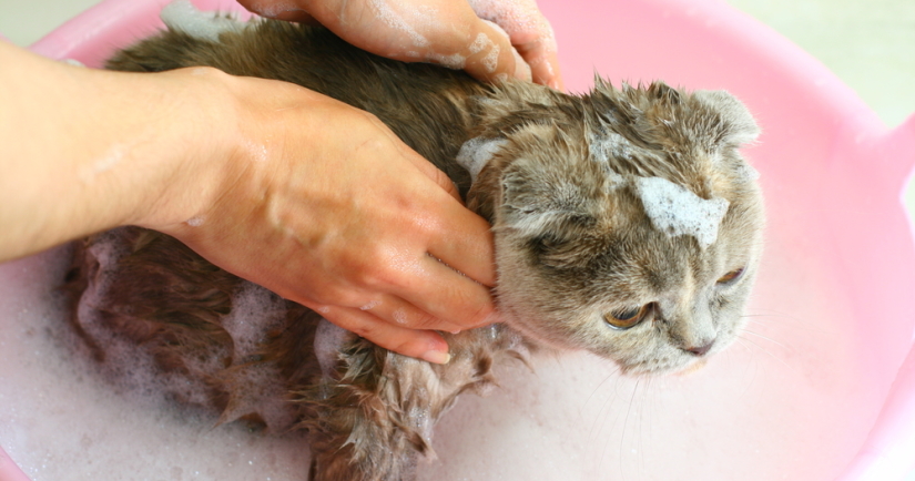 Woman washes her cat
