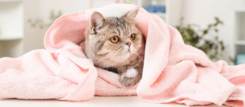 Fluffy cat resting in a towel