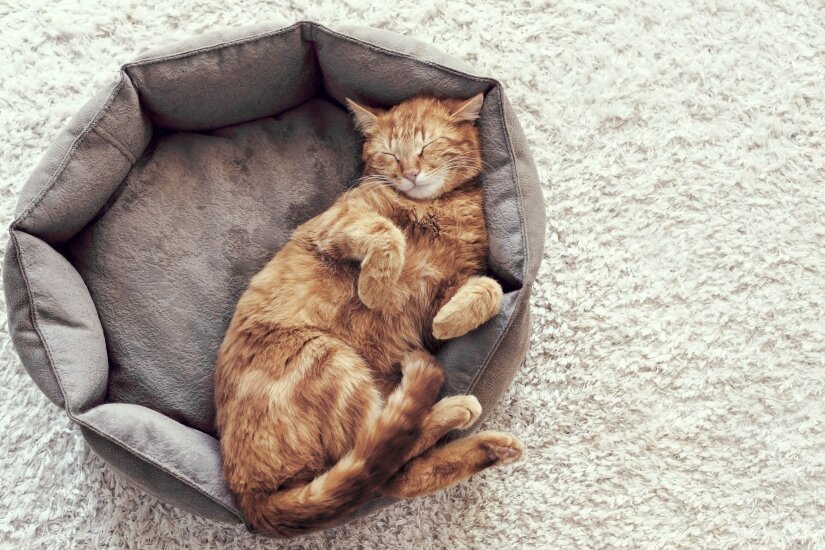 Cats Beds