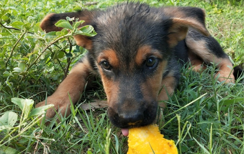 Dog eating mango
