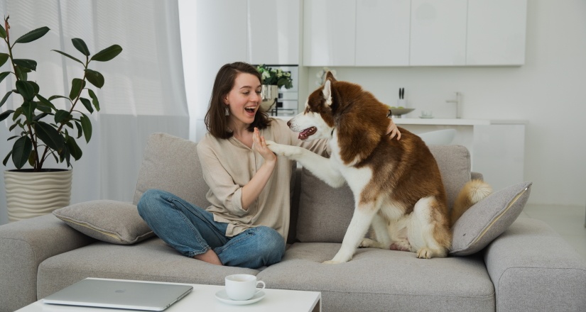 Happy dog with his owner