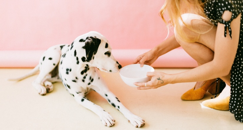 Dalmatian looking inside his bowl