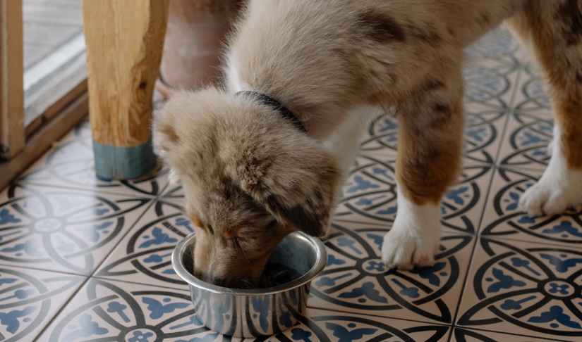 Puppy enjoying his food