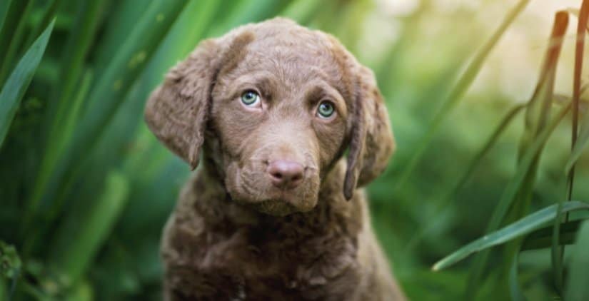 7-week old Retriever