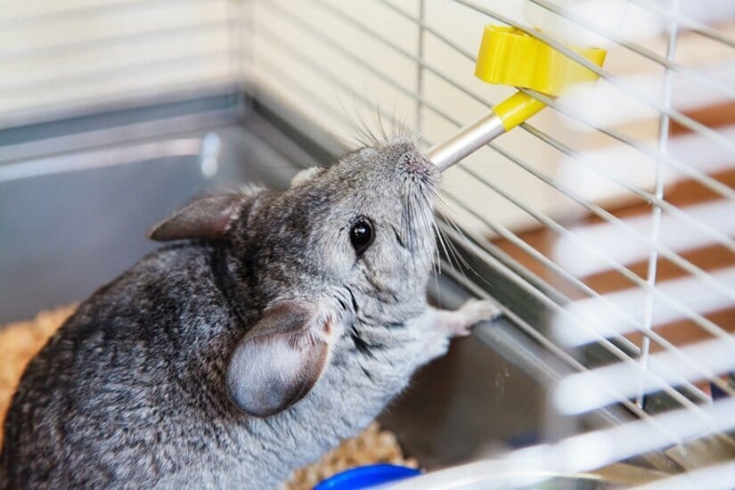Chinchilla Drink from Water Bottle