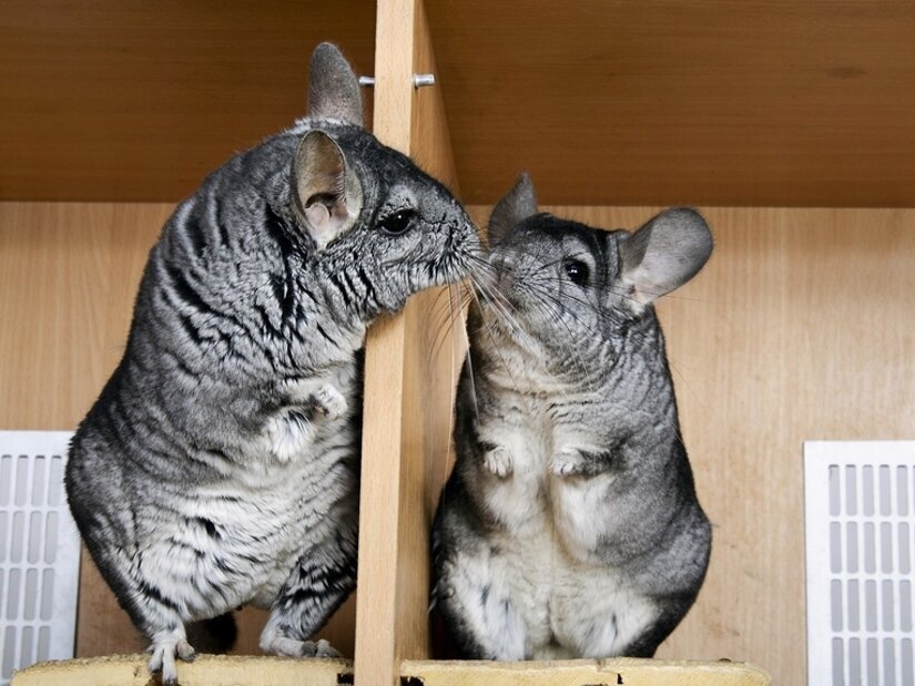 Two Chinchillas