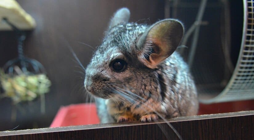 Chinchillas Sit in Cage