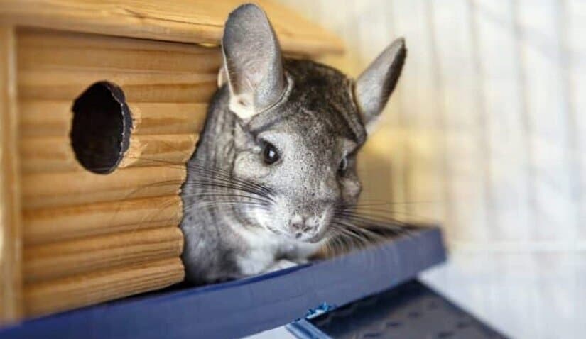 Chinchillas Sleeps in Cage With Latch