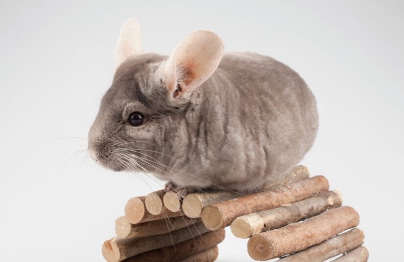 Chinchillas Sit