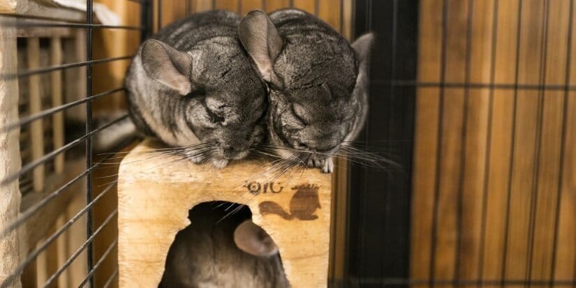 Chinchillas Sleeps in Cage