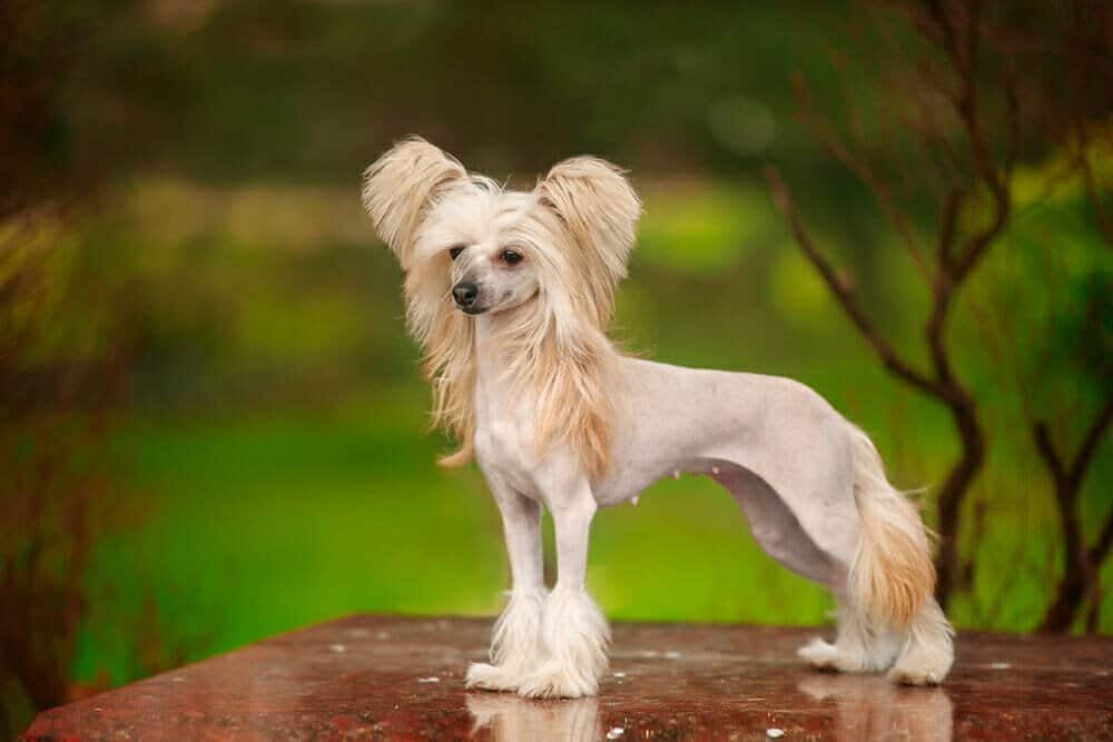 Gingery store chinese crested