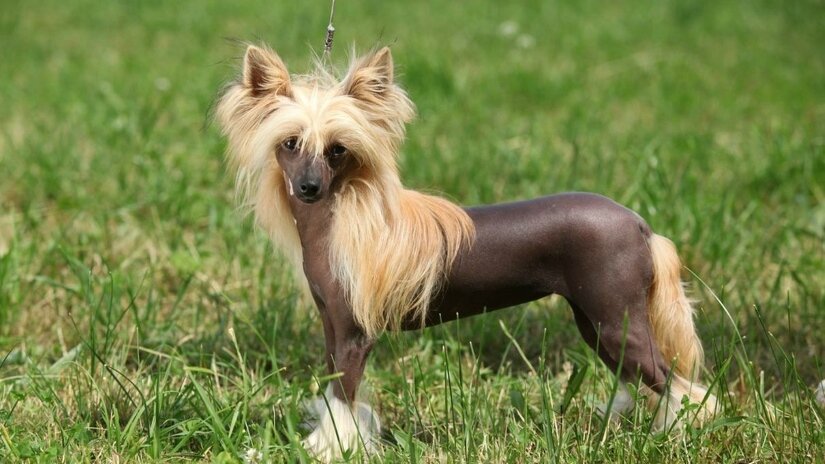 Chinese Crested Walk on Leash