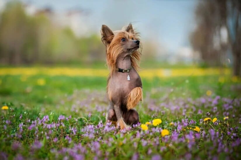 Chinese Crested Sit